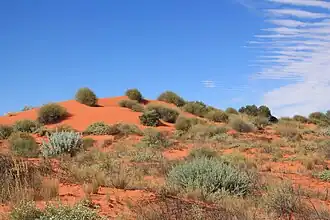 Sand dune in the western section of the Simpson Desert