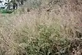 Potentially toxic mature plants