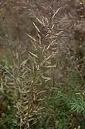 Individual mature plant
