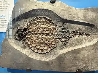 Cast, at the Royal Ontario Museum