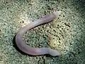 Sipunculus nudus in Pula, Croatia