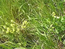 Grass like Sisymbrium volgense plant with yellow flowers