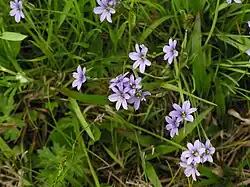 A group of small light purple flowers with six tepals and orange centers on thin stems