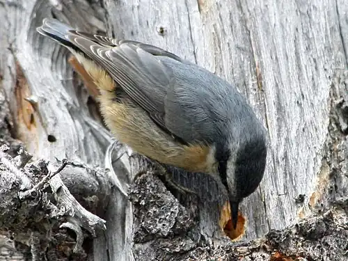 The nuthatch's habit of wedging seeds into cracks and hammering them open has given rise to its common name.