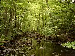 Small stream surrounded by trees