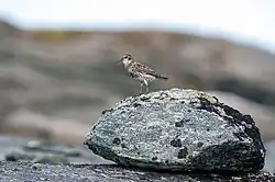 Purple sandpiper, Jokkmokk Municipality, Lapland