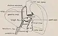 Sketch depicting the round ligament of liver and the surrounding anatomy (after Hughes' Anatomy).