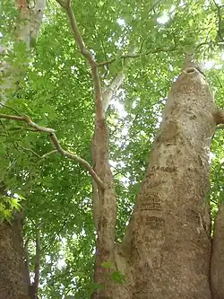 The 2045–2046-year-old Platanus orientalis tree Tnjri in Nagorno-Karabakh.