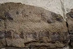 Closeup of X-rex