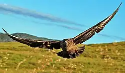 The great skua is an aerial apex predator, both preying on other seabirds and bullying them for their catches.[28]
