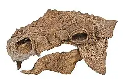 The skull Zuul holotype