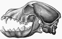 Image 41Lateral view of a dog skull, jaw opened (from Dog anatomy)