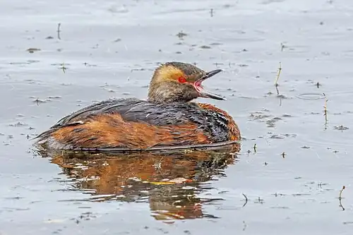 adult P. a. auritus in moult from breeding to winter plumage, calling