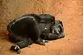 Chimpanzee using an arm as a pillow