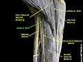Basilic vein