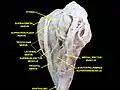 Extrinsic eye muscle. Nerves of orbita. Deep dissection.