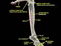 Anterolateral view of a deep dissection of the knee, tibiofibular and ankle joints.