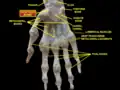 Scaphoid forms the radial (thumb-side) border of the carpal tunnel. Wrist joint. Deep dissection. Anterior (palmar) view.