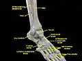 Anterolateral view of a deep dissection of the knee, tibiofibular and ankle joints.