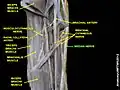 Median nerve