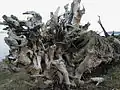 Washed up tree stump