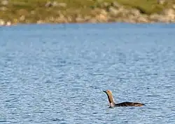 Red-throated loon, Jokkmokk Municipality, Lapland
