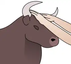 An illustration of Semicha during a sacrifice.