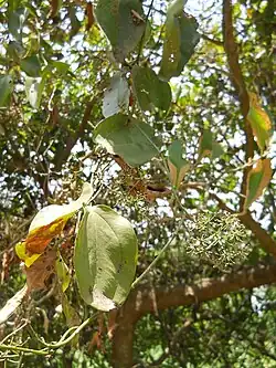 Smilax sp. climber at Howrah district, West Bengal, India