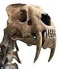 5th saber-tooth instance: Machairodontinae (Felidae, Feliformia, Carnivora) – Smilodon skull and upper cervical vertebrae