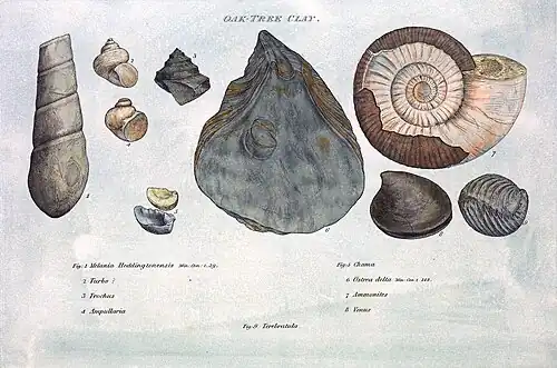 Image 11Illustration from William Smith's Strata by Organized Fossils (1817) (from History of paleontology)