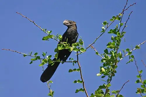 In Dominica