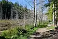 Trail in the park