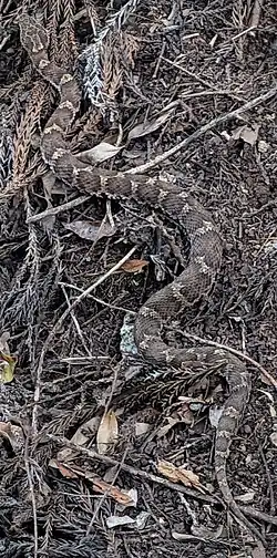 mumashi in brown pine needles