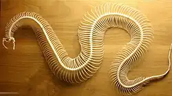 Snake skeleton. Snakes can have hundreds of thoracic vertebrae and ribs