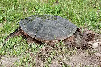 Female excavating nest