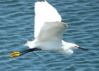 In flight
