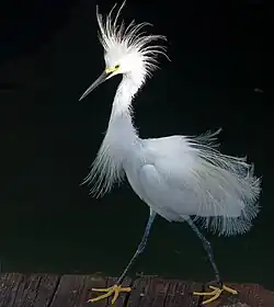 Breeding plumage