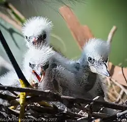 Chicks, in St. Augustine, FL