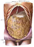 Picture showing the round ligament of liver in situ.