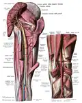 Innervation as seen from under the gluteus maximus