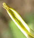Poricidal anther dehiscence