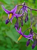 Tomatidenol is found, among other things, in the leaves of the bittersweet nightshade (Solanum dulcamara). This plant species belongs to the nightshade genus. Tomatidenol forms the main alkamin in the species of Solanum dulcarama, which are native to Europe.[27]