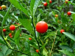 Solanocapsin is found, among other things, in the fruits of the Jerusalem cherry (Solanum pseudocapsicum).[23]