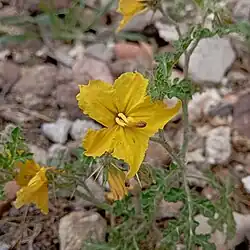 S. rostratum flower