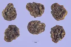 S. rostratum seeds