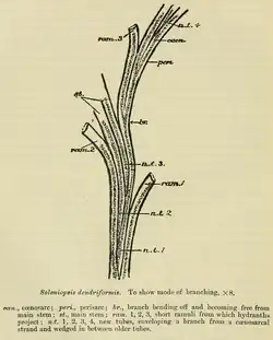 Corydendrium parasiticum, Stalk section of colony showing branching pattern, magnification × 8. br. = branch, coen. = coenosarc, n.t.1/2/3/4 = new tubes enveloping a branch from a coenosarcal strand and wedged in between older tubes, peri. = perisarc, ram.1/2/3 = short bearing hydranths, st. = stem.