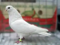 White Chistopolian