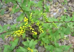 Detail of flowers