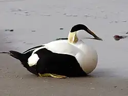Somateria_mollissima_male.