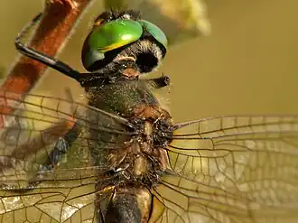 Male showing the characteristically hairy thorax.